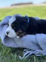 Bluey, a female Bernese Mountain Dog for sale in Liberty Center, IN – Photo 5 of 10