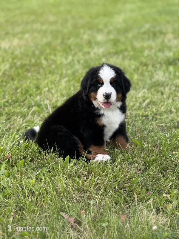 Cupcake – Bernese Mountain Dog puppy for sale in Liberty Center, IN