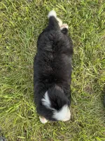 Cooper, a male Bernese Mountain Dog for sale in Liberty Center, IN – 7 of 10