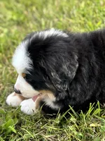 Cooper, a male Bernese Mountain Dog for sale in Liberty Center, IN – 6 of 10