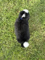 Cooper, a male Bernese Mountain Dog for sale in Liberty Center, IN – 5 of 10