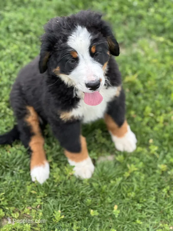 Baylee – Bernese Mountain Dog puppy for sale in Liberty Center, IN