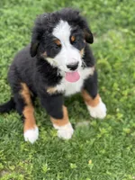 Baylee, a female Bernese Mountain Dog for sale in Liberty Center, IN – 1 of 7