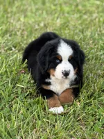 Cupcake, a female Bernese Mountain Dog for sale in Liberty Center, IN – 2 of 10