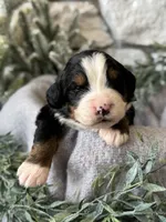 processed/6f6be528-bad3-4779-9281-b3e441da7b6e/listing/9d6457b5-5bc5-4d48-a38a-84e7d3c43d91/408861cf-2fbd-42b2-a05e-9268ac7054a4