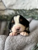 processed/6f6be528-bad3-4779-9281-b3e441da7b6e/listing/9d6457b5-5bc5-4d48-a38a-84e7d3c43d91/a8892927-04bd-49ae-920a-fb573eb0a00d