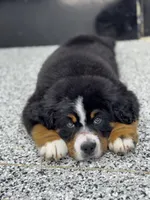 Beau, a male Bernese Mountain Dog for sale in Liberty Center, IN – 3 of 10