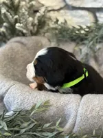 processed/6f6be528-bad3-4779-9281-b3e441da7b6e/listing/b574a093-de1e-47fc-9f52-b11881124d60/740013c0-7ba7-4d70-81a6-e930e7743372