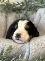 processed/6f6be528-bad3-4779-9281-b3e441da7b6e/listing/b574a093-de1e-47fc-9f52-b11881124d60/f79243f7-4219-41ec-a99b-717644bcce38