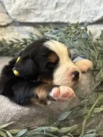 Archer, a male Bernese Mountain Dog for sale in Liberty Center, IN – Photo 1 of 10