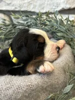 Archer, a male Bernese Mountain Dog for sale in Liberty Center, IN – Photo 3 of 10