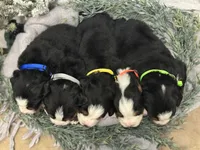 Archer, a male Bernese Mountain Dog for sale in Liberty Center, IN – Photo 7 of 10