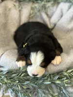 Archer, a male Bernese Mountain Dog for sale in Liberty Center, IN – Photo 4 of 10