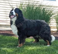 Archer, a male Bernese Mountain Dog for sale in Liberty Center, IN – Photo 8 of 10