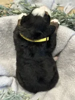 Archer, a male Bernese Mountain Dog for sale in Liberty Center, IN – Photo 2 of 10