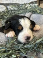 Archer, a male Bernese Mountain Dog for sale in Liberty Center, IN – Photo 10 of 10