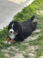 Beau, a male Bernese Mountain Dog for sale in Liberty Center, IN – 5 of 10
