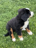 Baylee, a female Bernese Mountain Dog for sale in Liberty Center, IN – 2 of 7