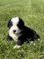 Bru, a female Bernese Mountain Dog for sale in Liberty Center, IN – Photo 7 of 10
