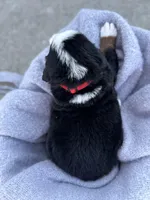 Bru, a female Bernese Mountain Dog for sale in Liberty Center, IN – Photo 4 of 10