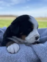 Bru, a female Bernese Mountain Dog for sale in Liberty Center, IN – Photo 2 of 10
