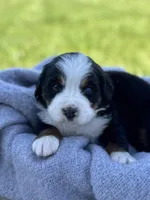 Bru, a female Bernese Mountain Dog for sale in Liberty Center, IN – Photo 3 of 10