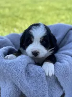 Bru, a female Bernese Mountain Dog for sale in Liberty Center, IN – Photo 1 of 10