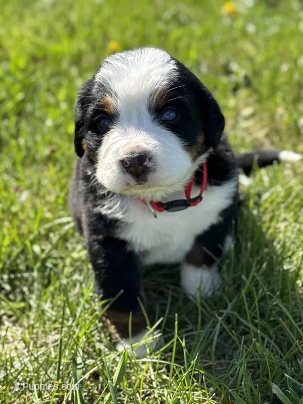 Bru – Bernese Mountain Dog puppy for sale in Liberty Center, IN