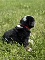 Bru, a female Bernese Mountain Dog for sale in Liberty Center, IN – Photo 8 of 10