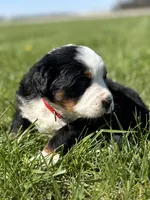 Bru, a female Bernese Mountain Dog for sale in Liberty Center, IN – Photo 6 of 10