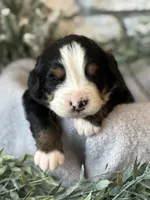 Ayla, a female Bernese Mountain Dog for sale in Liberty Center, IN – Photo 8 of 10