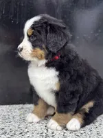 Ayla, a female Bernese Mountain Dog for sale in Liberty Center, IN – Photo 2 of 10