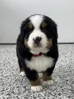 Ayla, a female Bernese Mountain Dog for sale in Liberty Center, IN – Photo 3 of 10