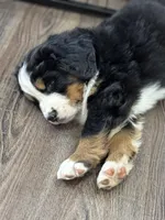 Ayla, a female Bernese Mountain Dog for sale in Liberty Center, IN – Photo 5 of 10