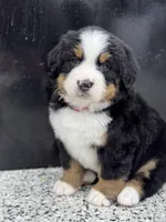 Ayla, a female Bernese Mountain Dog for sale in Liberty Center, IN – Photo 1 of 10