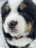 Ayla, a female Bernese Mountain Dog for sale in Liberty Center, IN – Photo 4 of 10