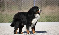 Ayla, a female Bernese Mountain Dog for sale in Liberty Center, IN – Photo 10 of 10