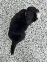 Ayla, a female Bernese Mountain Dog for sale in Liberty Center, IN – Photo 7 of 10