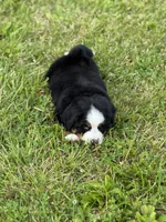 Cupcake, a female Bernese Mountain Dog for sale in Liberty Center, IN – 5 of 10