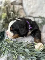 processed/6f6be528-bad3-4779-9281-b3e441da7b6e/listing/c6ce9161-9850-455a-b20b-1fc1ea515f65/2c26f2ed-4a08-4936-a0d1-adae1e645b1b