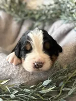 processed/6f6be528-bad3-4779-9281-b3e441da7b6e/listing/c6ce9161-9850-455a-b20b-1fc1ea515f65/38531fe8-98f2-4b37-b0ab-d5f323710d30