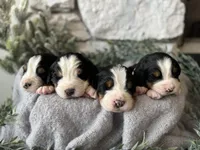 processed/6f6be528-bad3-4779-9281-b3e441da7b6e/listing/c6ce9161-9850-455a-b20b-1fc1ea515f65/77a39545-4cbb-4eb5-901b-a1b1e085ced9