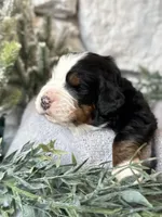 processed/6f6be528-bad3-4779-9281-b3e441da7b6e/listing/c6ce9161-9850-455a-b20b-1fc1ea515f65/8c1e5532-0835-4fbd-af69-5f533832049e