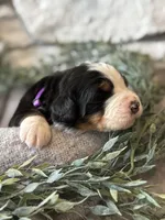 processed/6f6be528-bad3-4779-9281-b3e441da7b6e/listing/c6ce9161-9850-455a-b20b-1fc1ea515f65/a9a20eac-0bd1-424e-beb4-23fd1764fabe