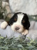 processed/6f6be528-bad3-4779-9281-b3e441da7b6e/listing/c6ce9161-9850-455a-b20b-1fc1ea515f65/d40e56ae-4941-4e06-b066-aba995c661da