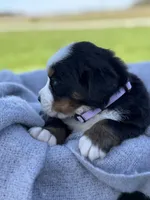 Bella, a female Bernese Mountain Dog for sale in Liberty Center, IN – Photo 3 of 10