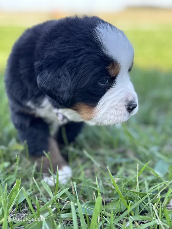 Bella – Bernese Mountain Dog puppy for sale in Liberty Center, IN