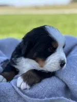 Bella, a female Bernese Mountain Dog for sale in Liberty Center, IN – Photo 2 of 10