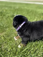 Bella, a female Bernese Mountain Dog for sale in Liberty Center, IN – Photo 8 of 10