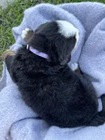 Bella, a female Bernese Mountain Dog for sale in Liberty Center, IN – Photo 7 of 10